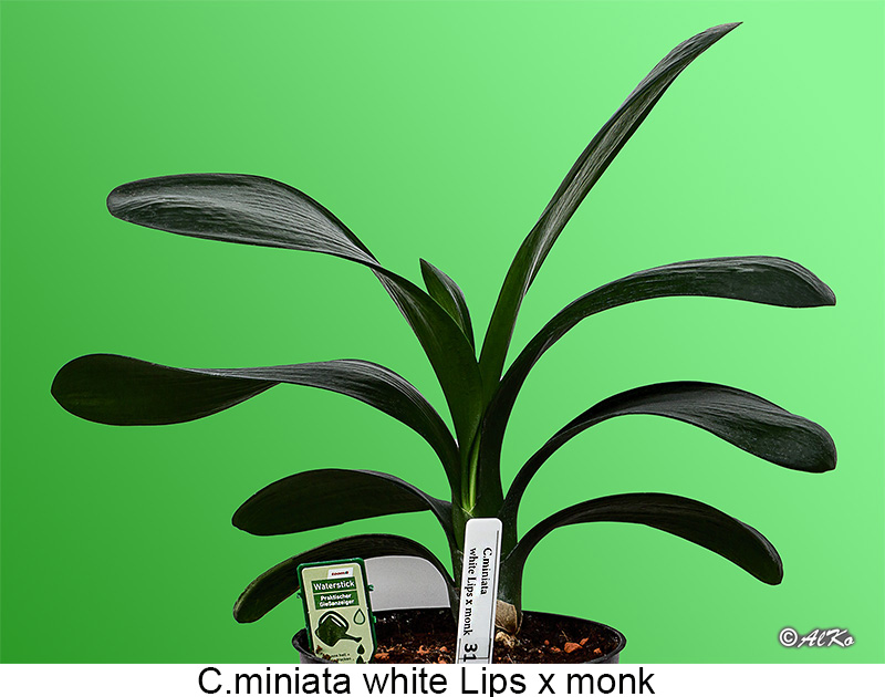 C.miniata white Lips x monk